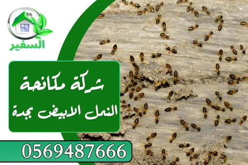 شركة مكافحة النمل الابيض بجدة