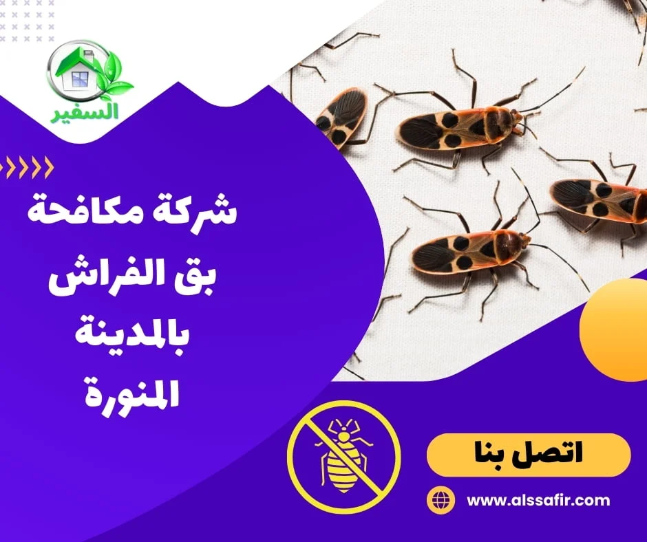 شركة مكافحة بق الفراش بالمدينة المنورة